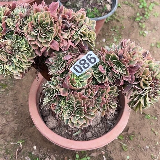 牛***）一颗多肉法师 086