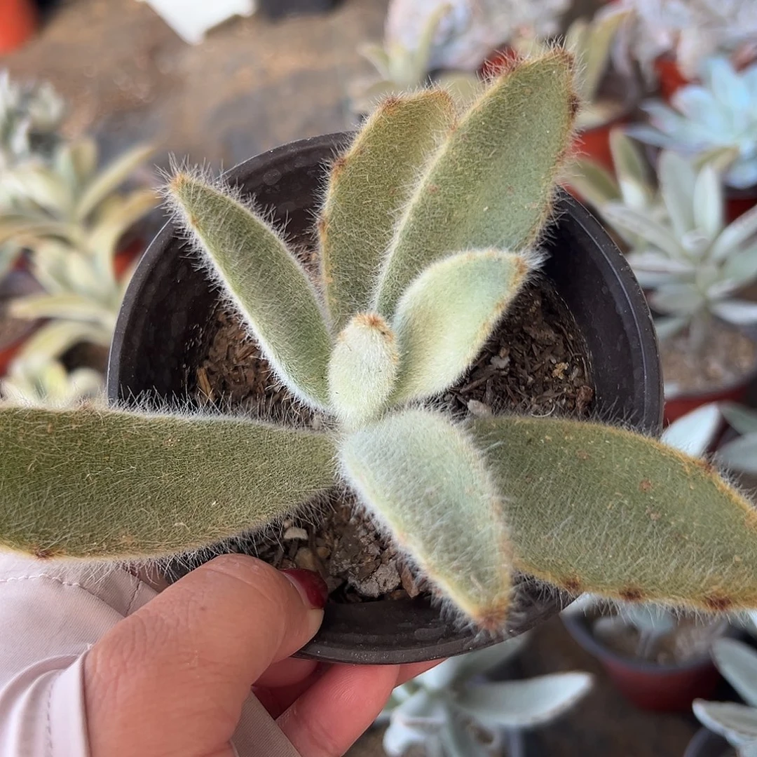 多肉植物多肉植物