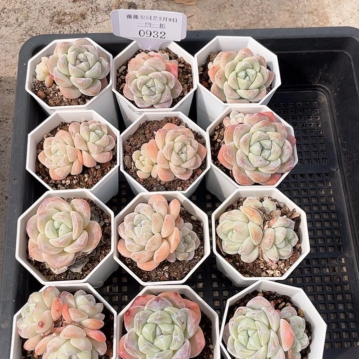 薇薇安园艺多肉0932