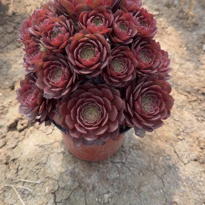 墨***柳323红魔。多肉植物