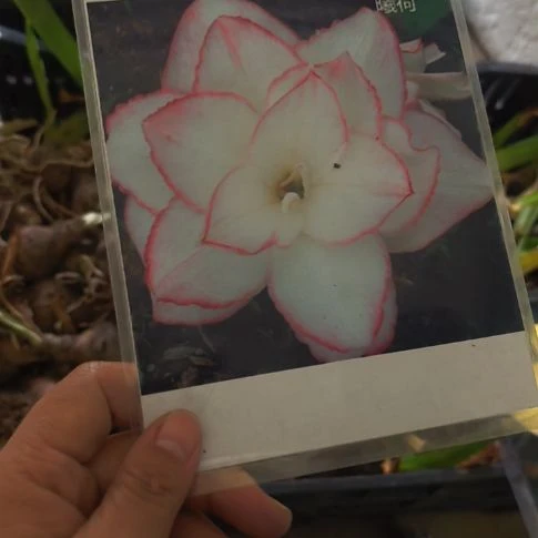 当前无花朵，栽培后可花朵曦荷4厘米残次球