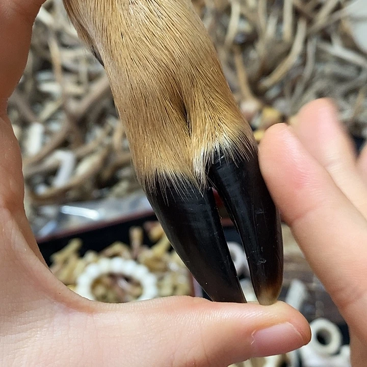 无非金属鹿蹄鹿蹄