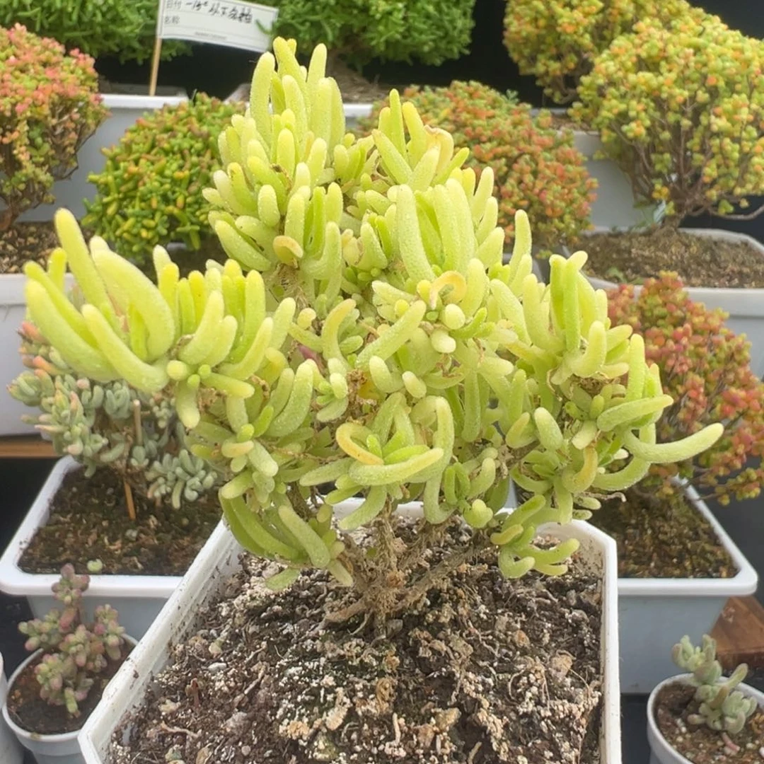 D8056荧光兔锦枝干