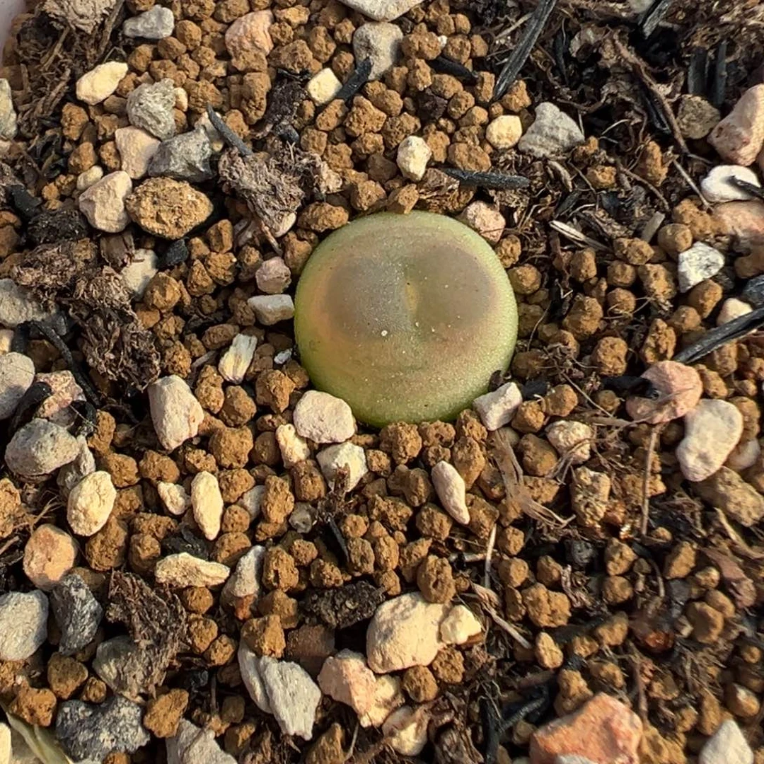 073拉登带盆土发货