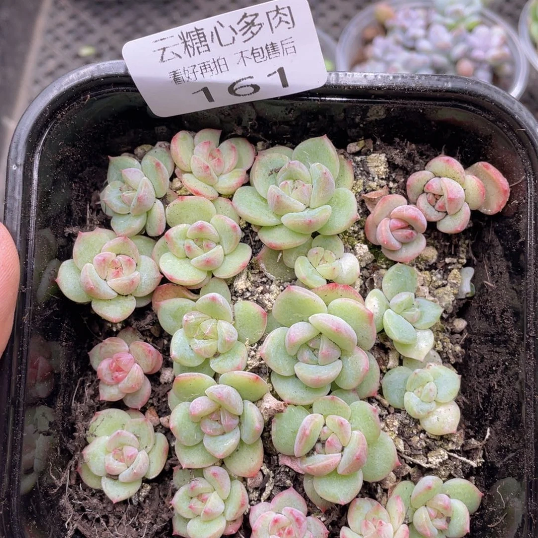 云糖心多肉植物161