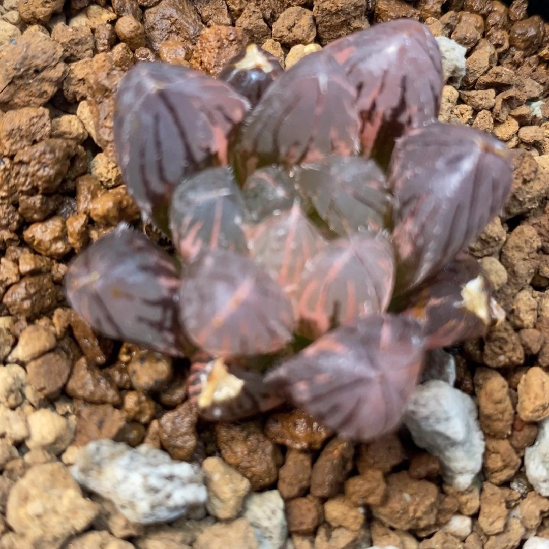 316赤斑玉露锦一物一拍