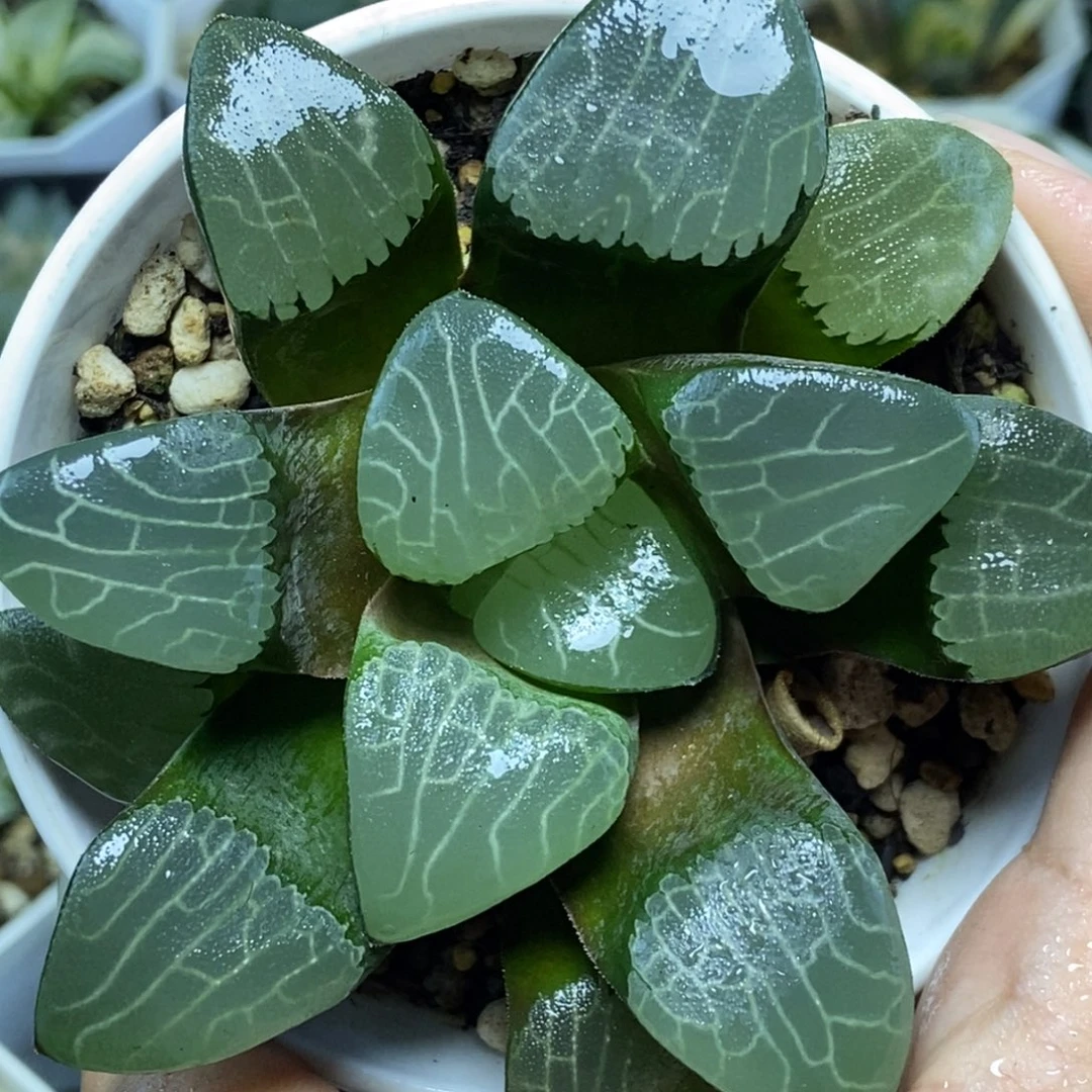 实生克里克特一物一拍
