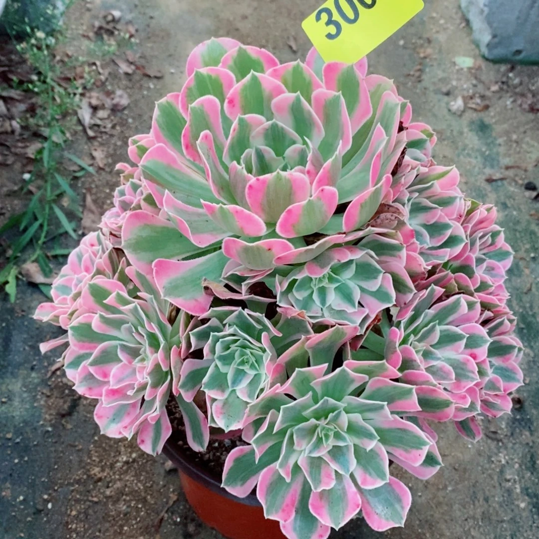 女郎3007多肉植物
