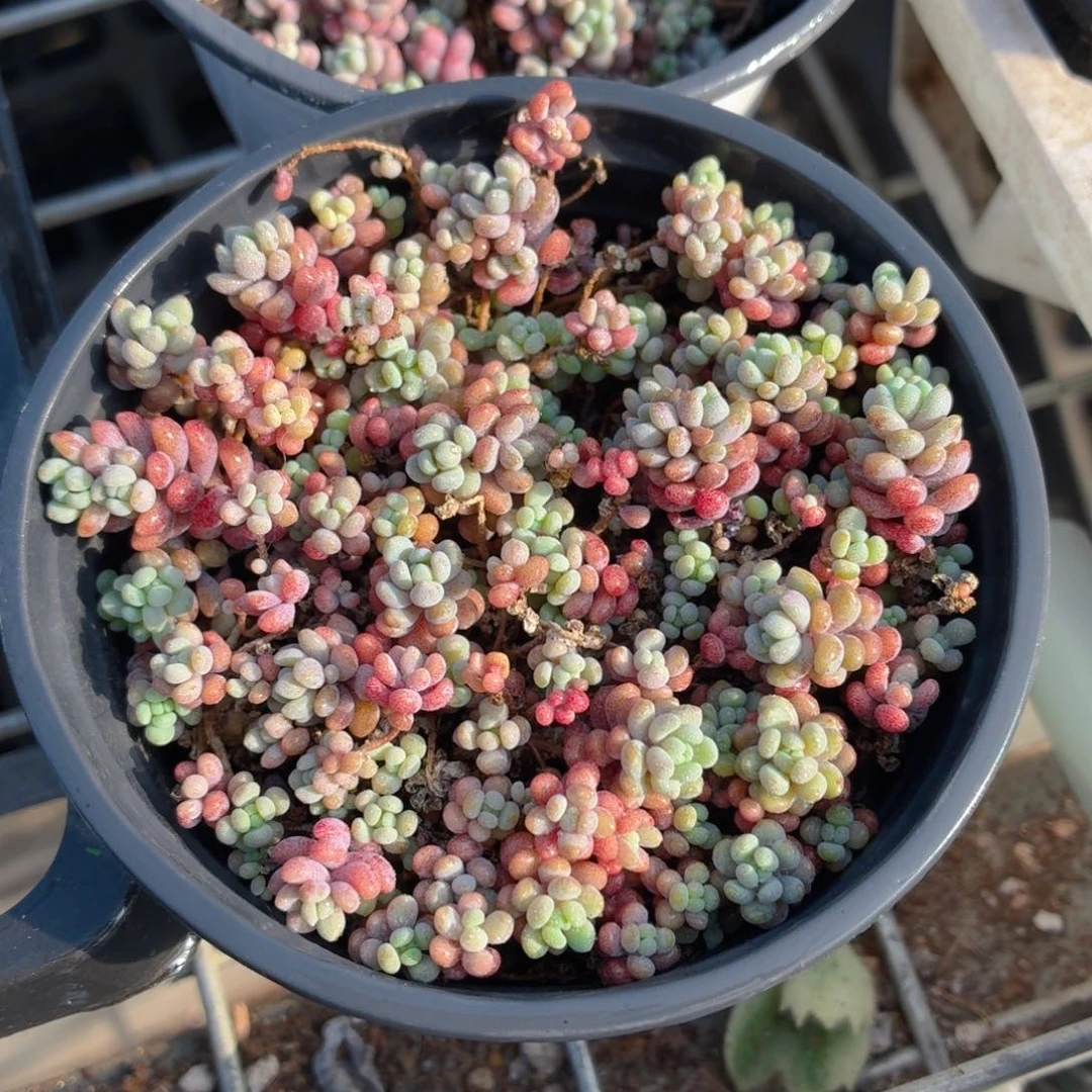 大姬星美人多肉9.9包邮发货