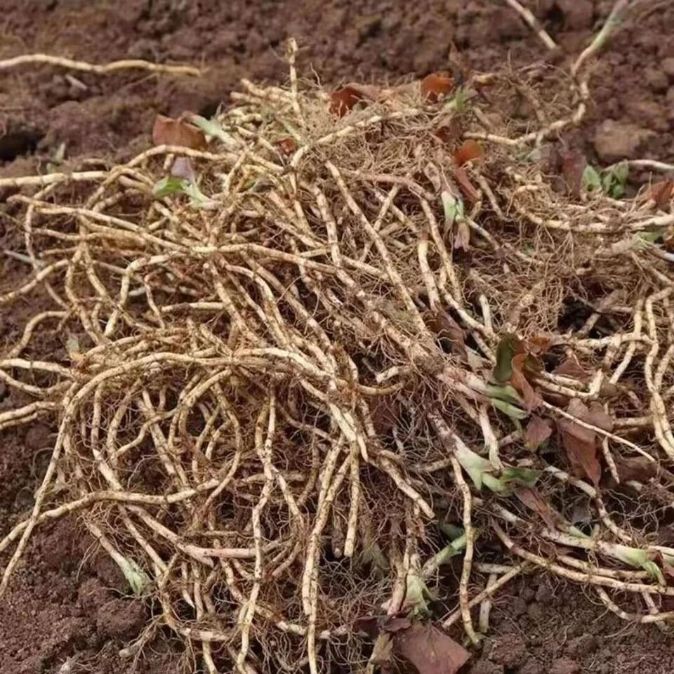 [现挖现发]云南新鲜折耳根（鱼腥草）夏季凉拌菜下饭菜