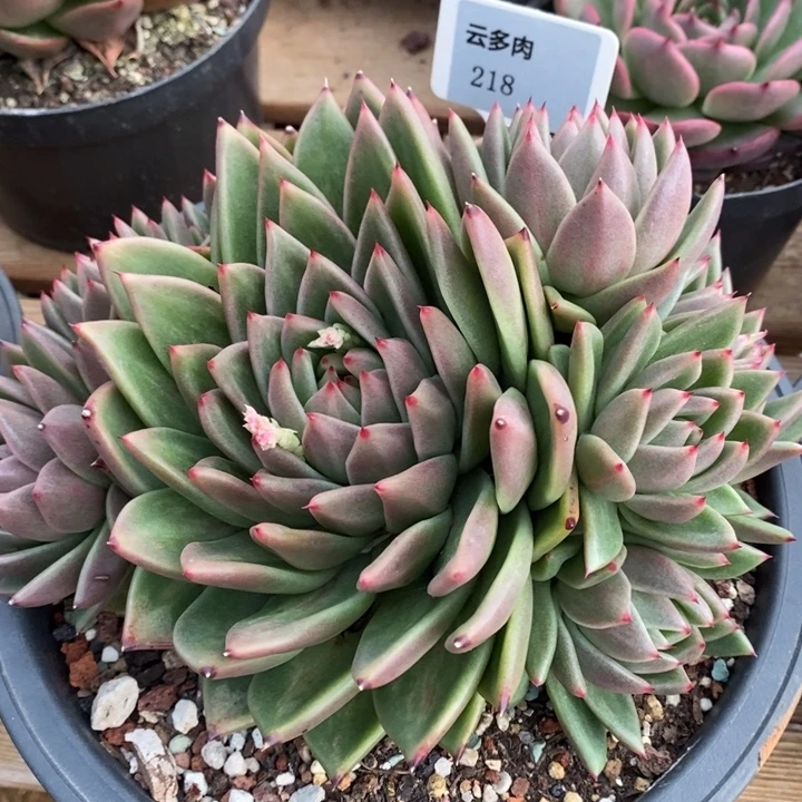 D218- 直播福利 林肯