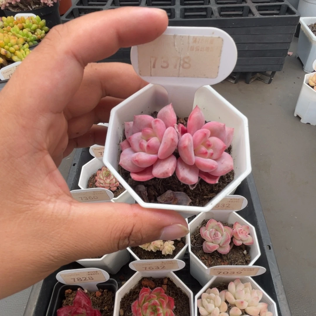 7378林依晨 4.5厘米