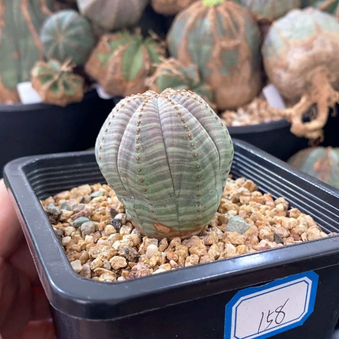 29 欧系实生布纹球多肉植物