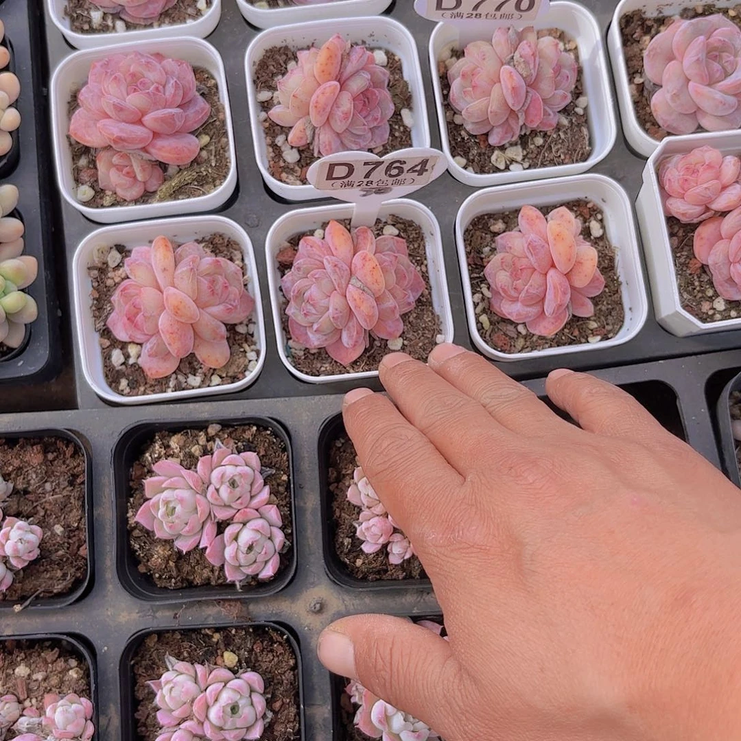 梦**境j D764星影一物一拍