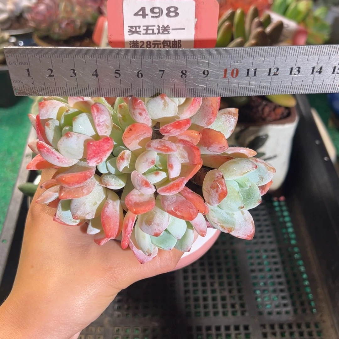 表妹精品多肉植物498.