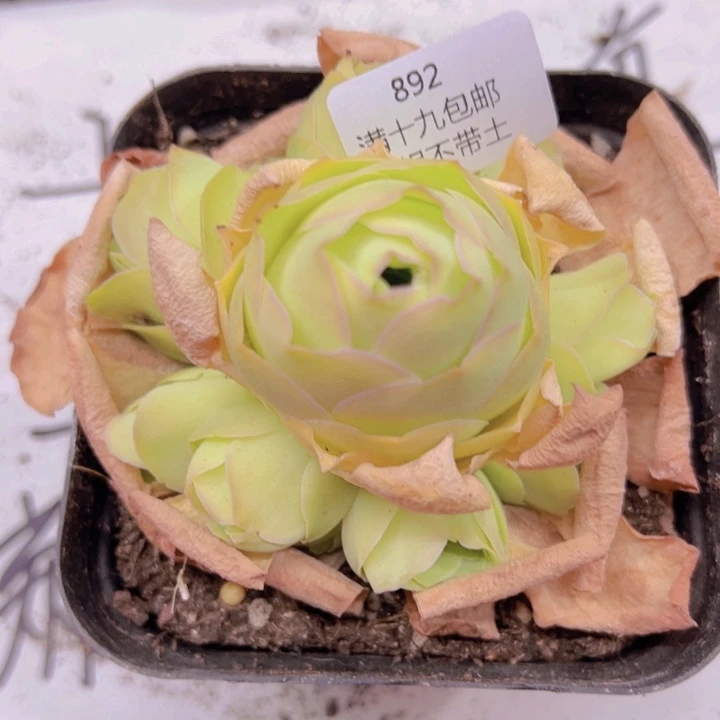 892夏倾妍裸根不带土发货