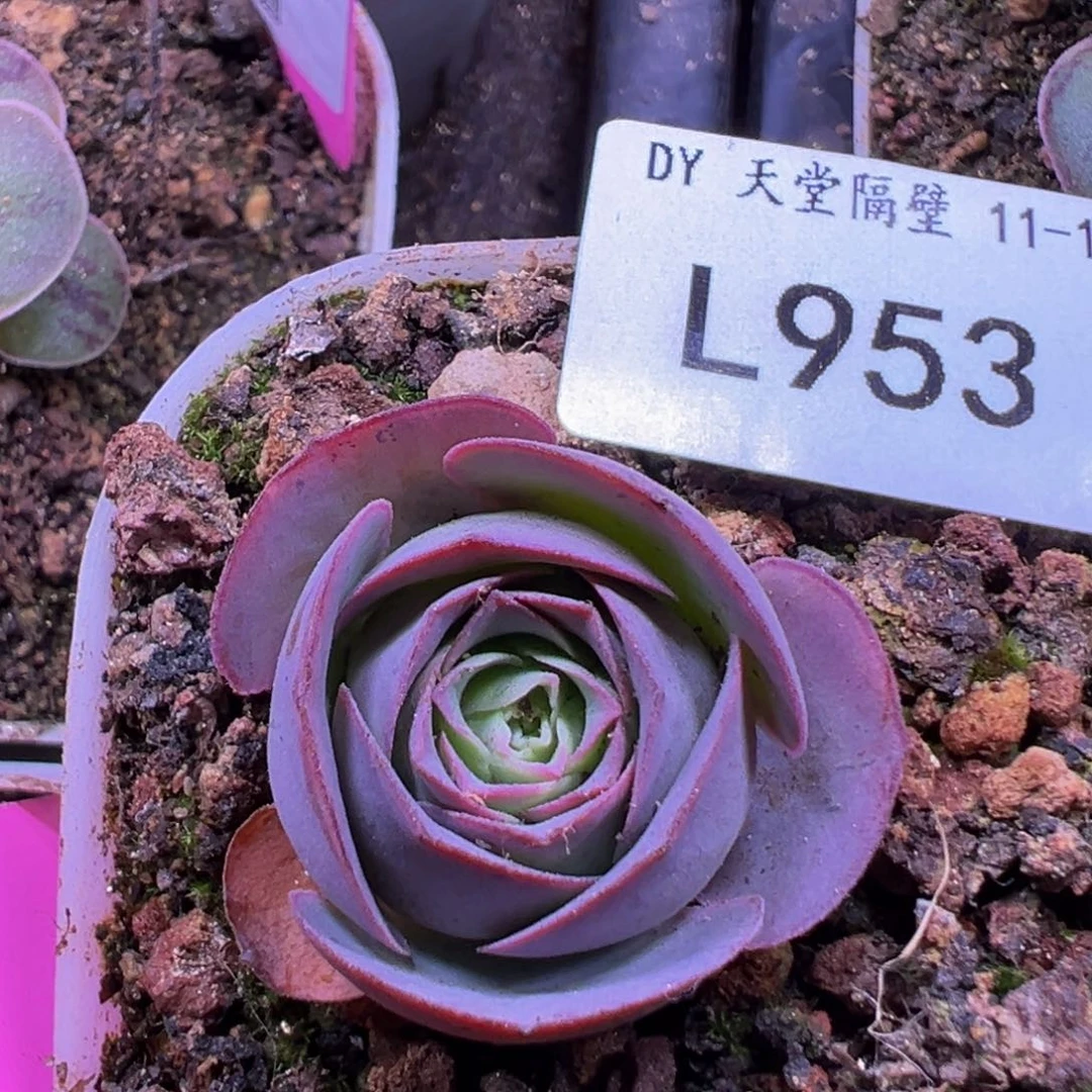 LT953不知名包子山地玫瑰