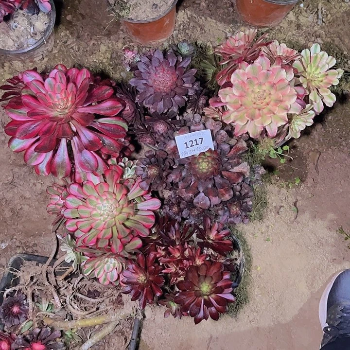 禹****苑1217六颗多肉老桩