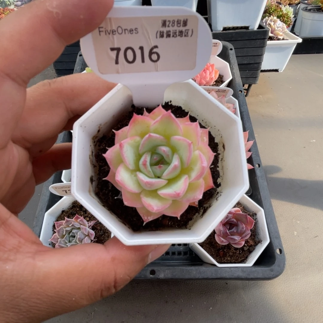 7016水晶玫瑰4.5厘米