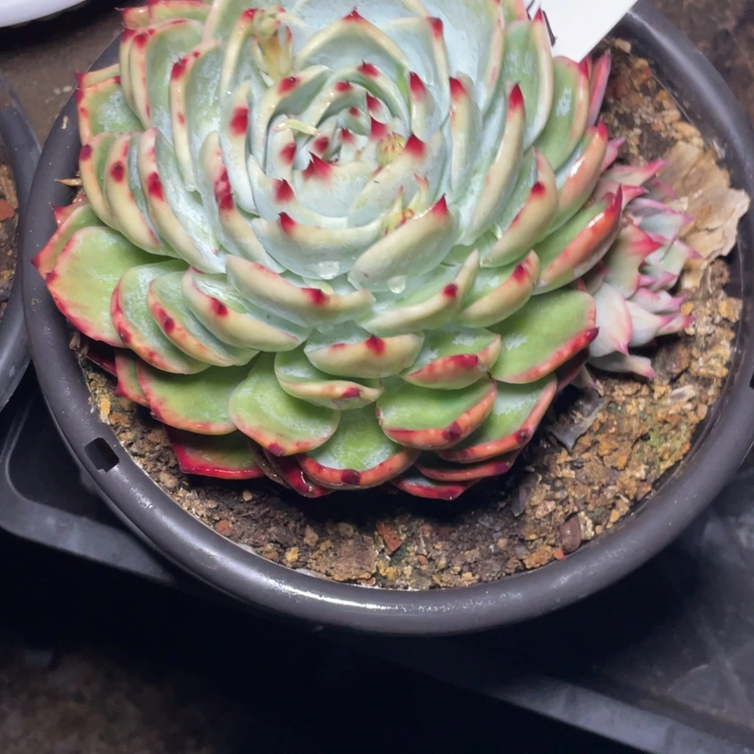 喵***姐惊鸿仙子一物一拍