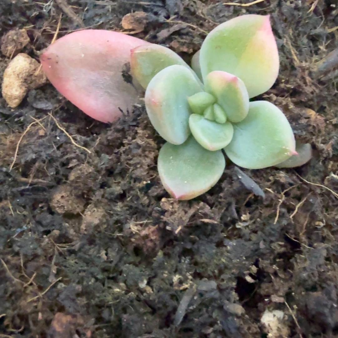 无名盲盒多肉锦植物