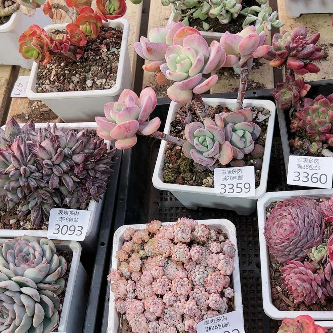 9号梅*鹏我们的确是3359