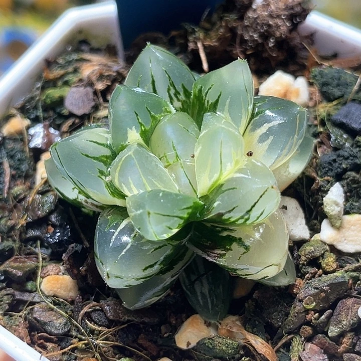 599北极锦特选福利