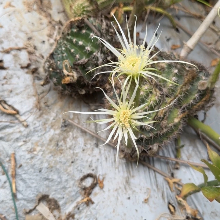 丽花仙人球仙人掌553