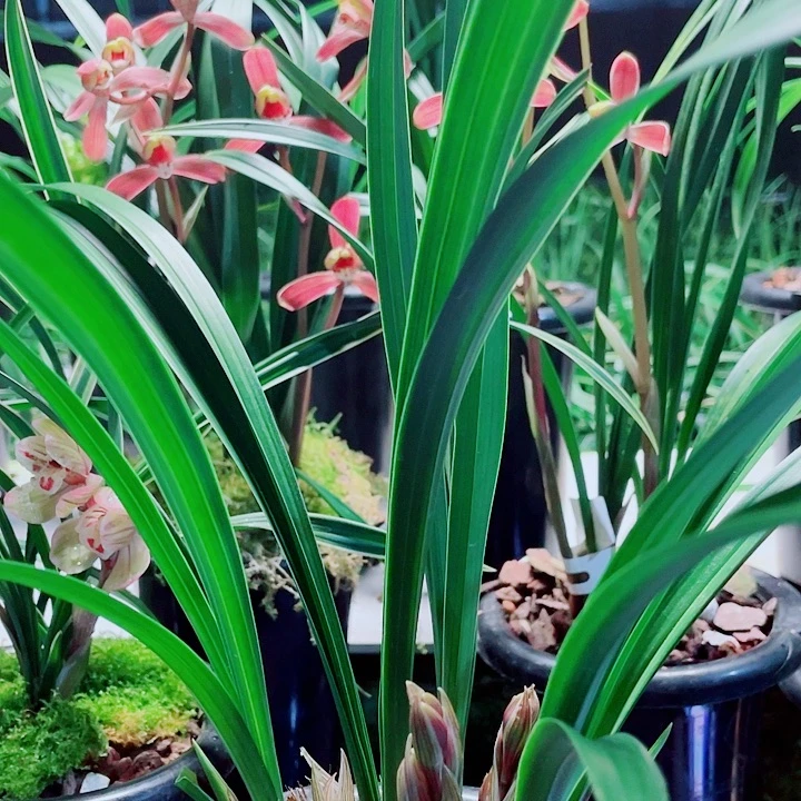 金***葵完全开放一物一漂亮