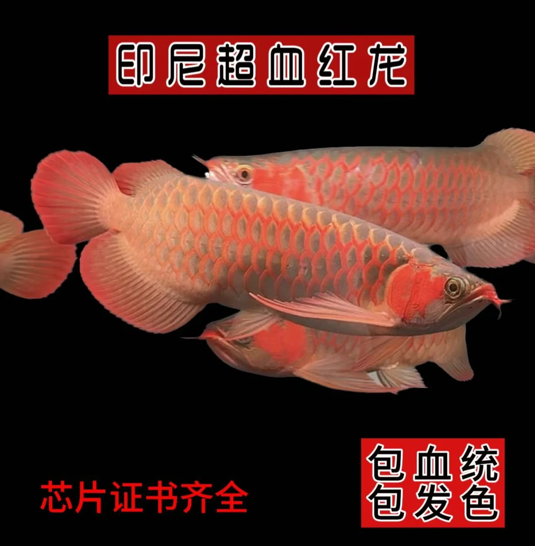 印尼超血红龙 活体超血红龙 精品小短身 大七鳍 身型比例完美