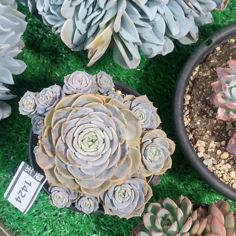 【闪购商品】杂1424