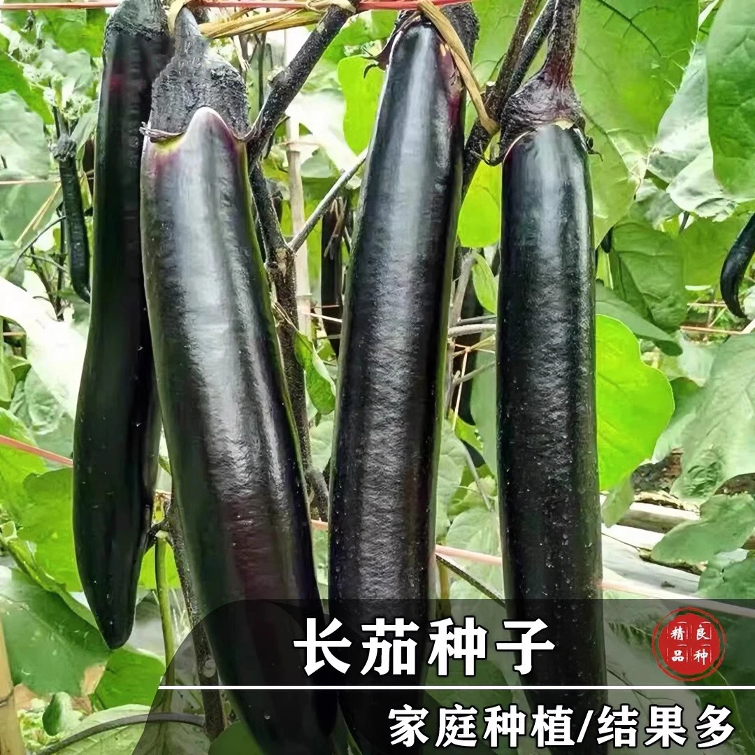 【满5包包邮】墨玉长茄种子王中王长茄种籽黑龙茄子圆茄种蔬菜种