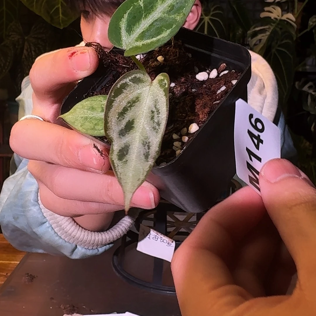 不开花植物M146黑色面纱杂银色面纱
