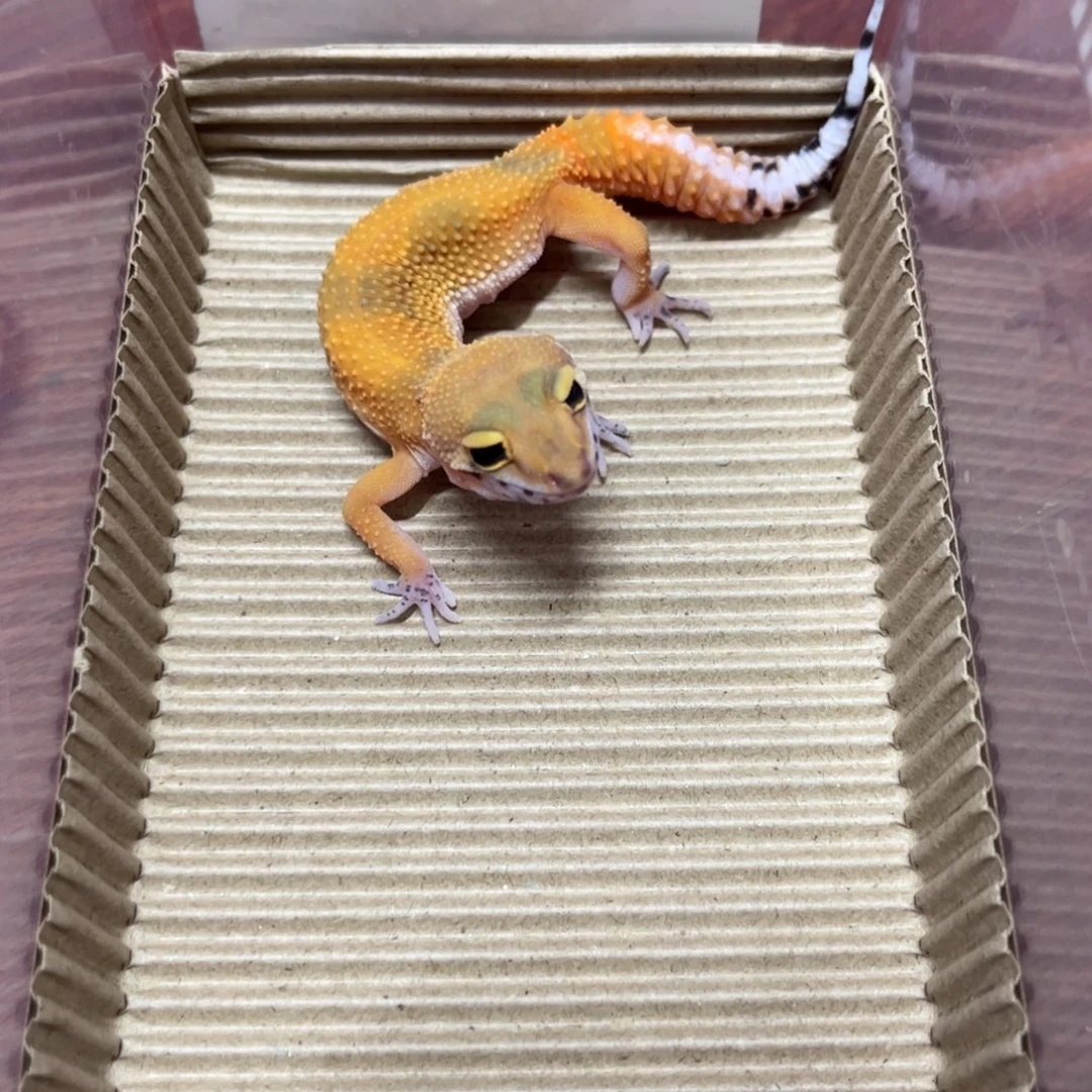 豹纹守宫电橘雪花公