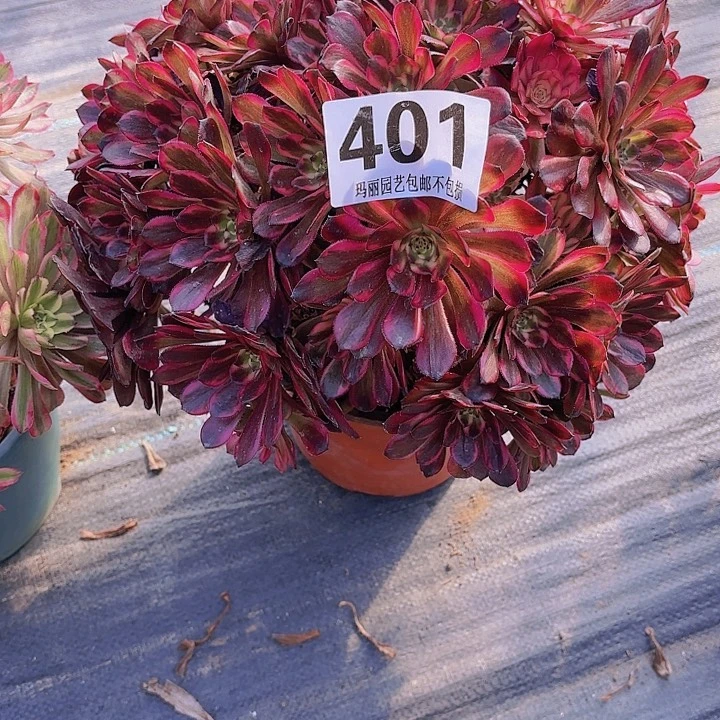 【闪购商品】湘****场401红金刚2-7