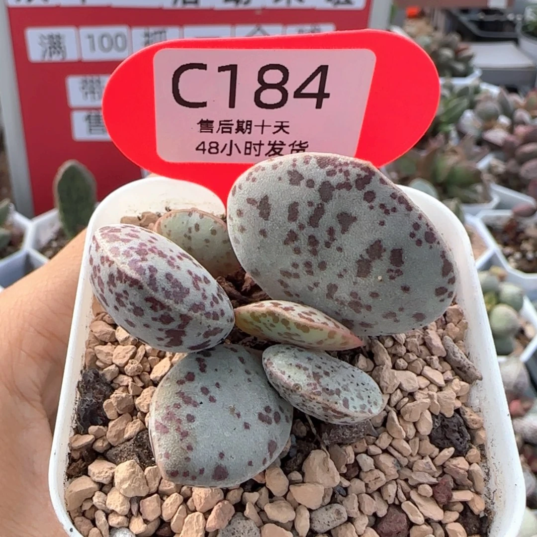 花蛋。   184。