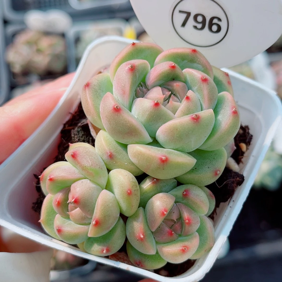 风靡园艺幻糖珍妮群