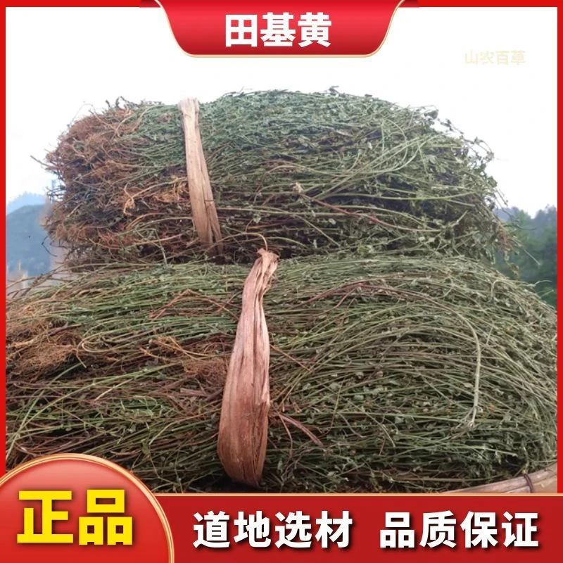 田基黄中药材野生新货田基黄草地耳草雀舌草田基王干货另有金钱草