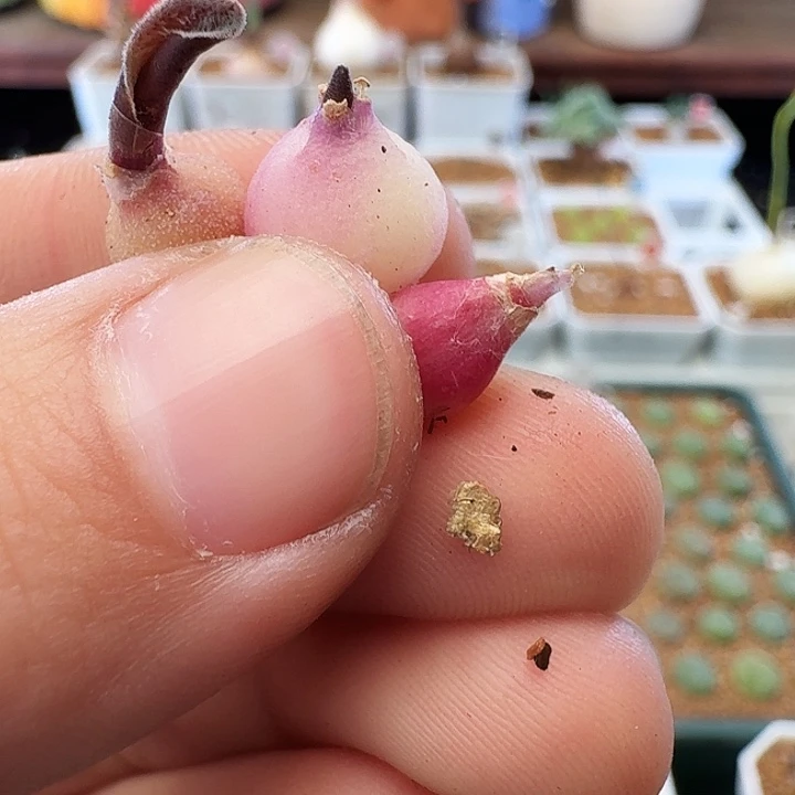 小****多肉植物福利块根339