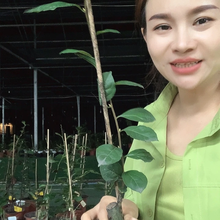 无花朵红灯28.8嫁接