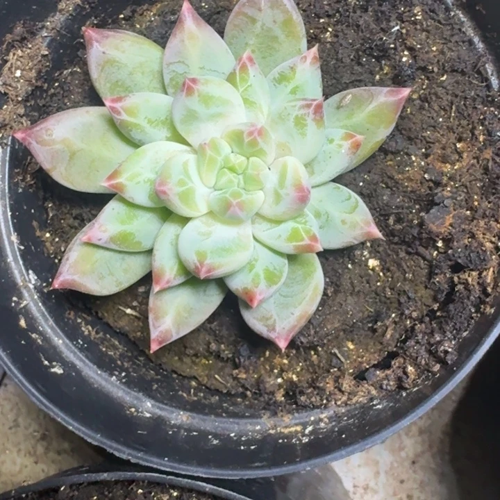 青禾美人 单头 一物一拍