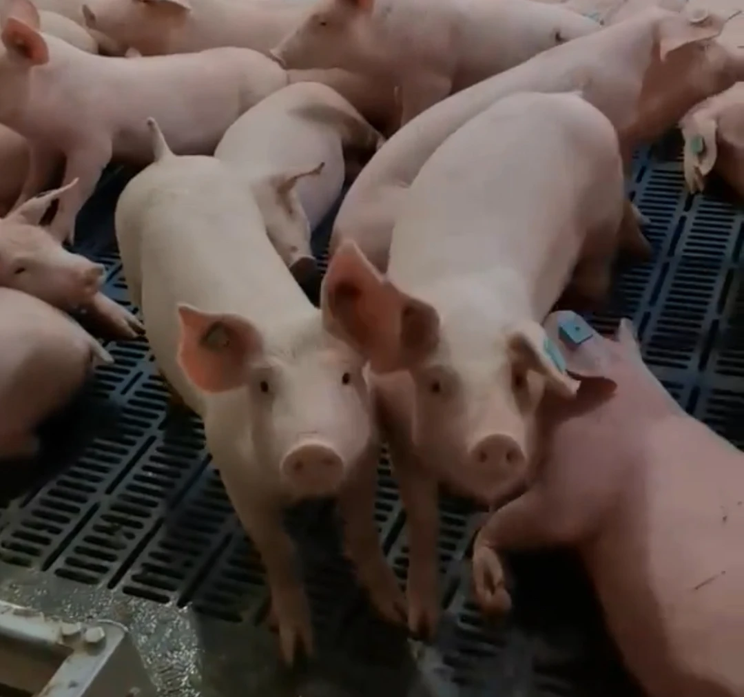 【直播间现场称重】粮食喂养农村土猪肉一单一称  京津冀包邮