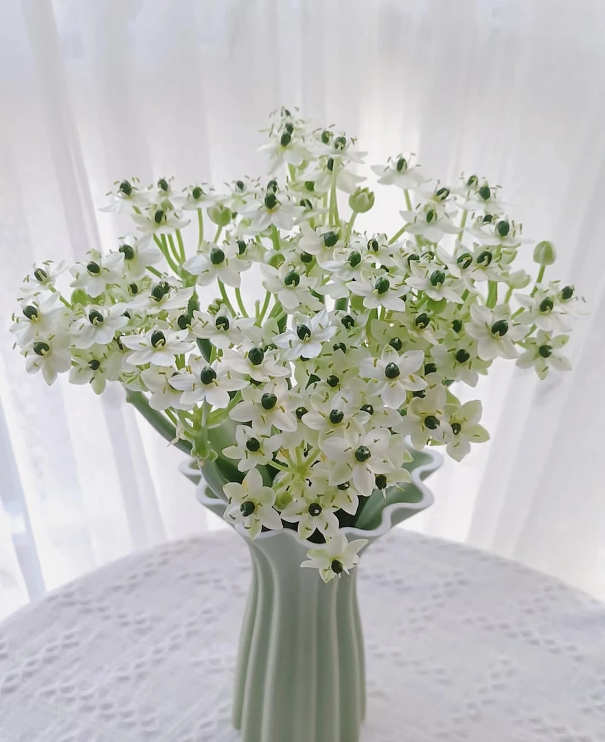 天鹅绒  （伯利恒之星）  任意2单鲜花升级顺丰/德邦