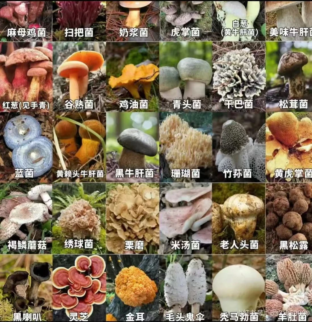 大美山货甄选-代拍链接云南特产干货