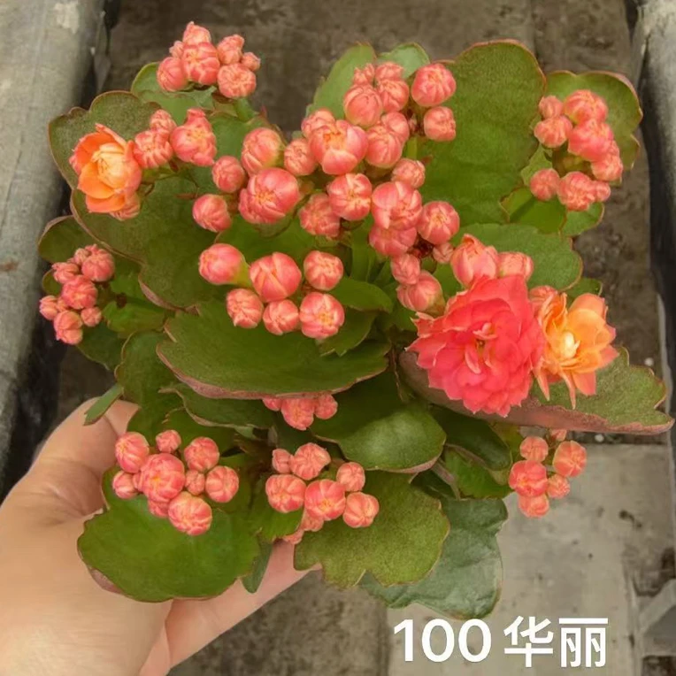 昊景常熟（华丽）100室内精美盆栽手捧花