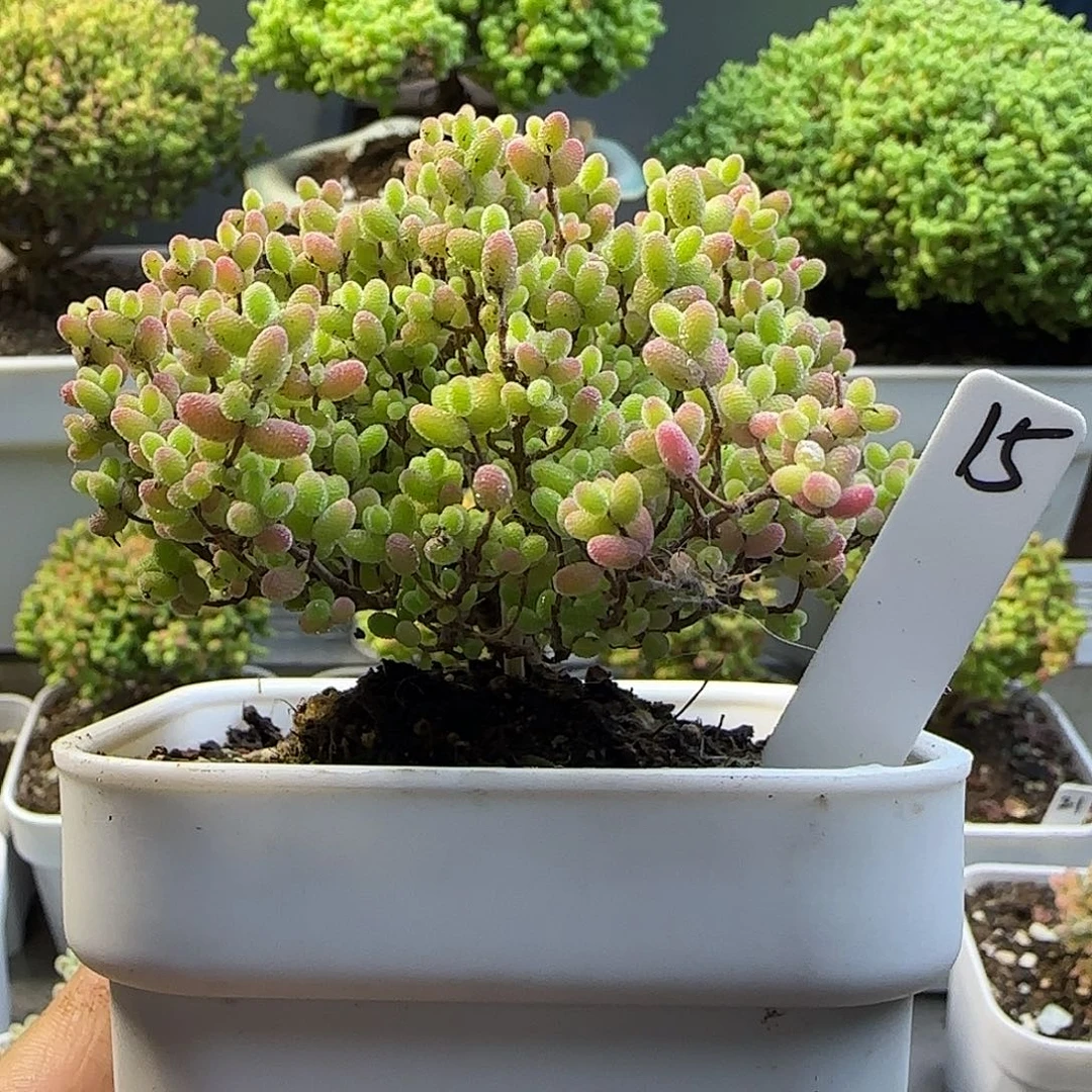 蜜橘糖球枝干番杏