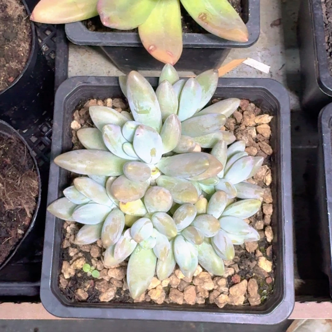 白兰地 平头群 一物一拍