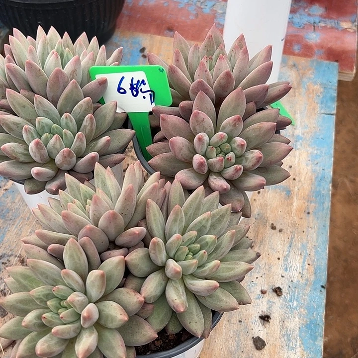 66红蜻蜓带盆3个多肉