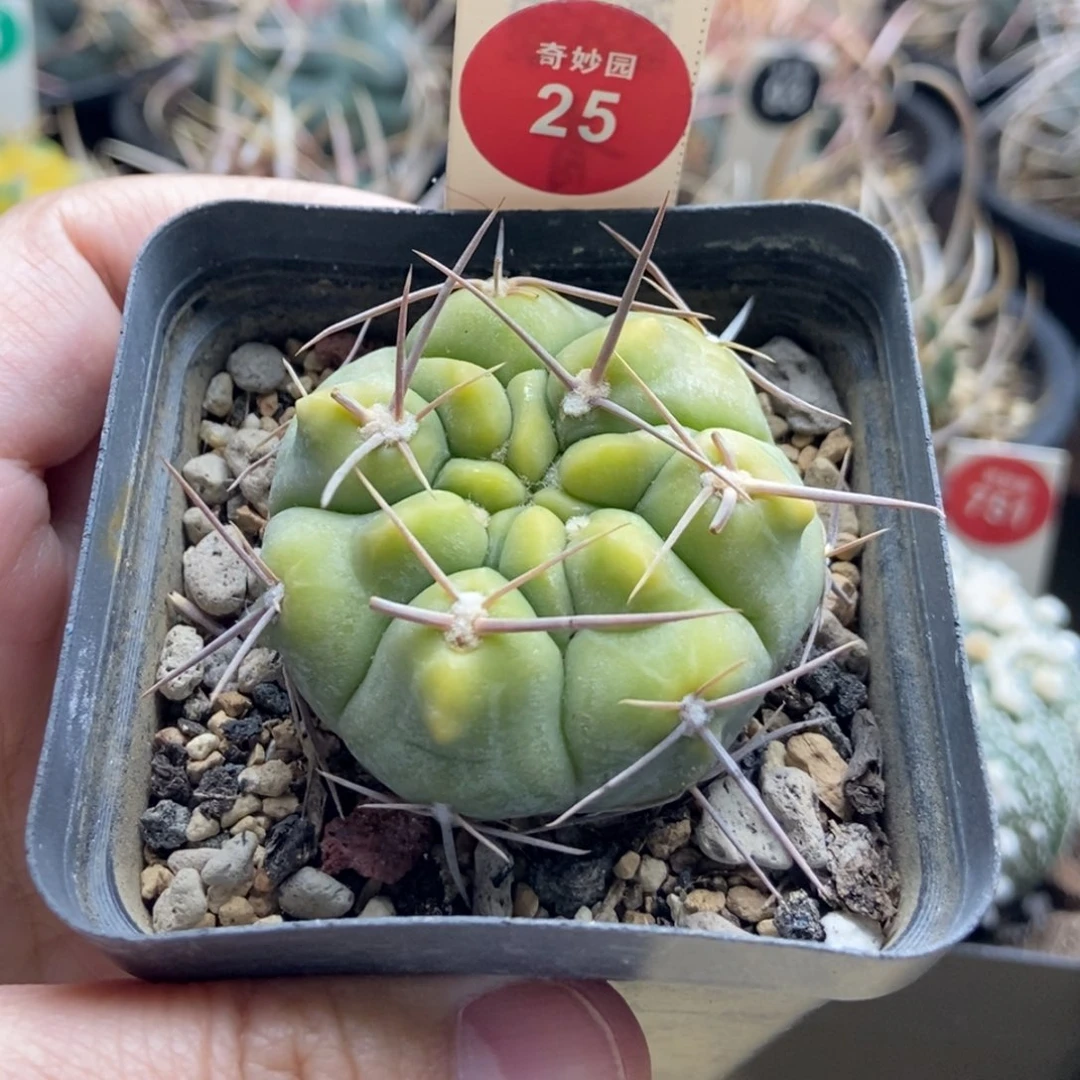 实生强刺黄体铅皮有断刺