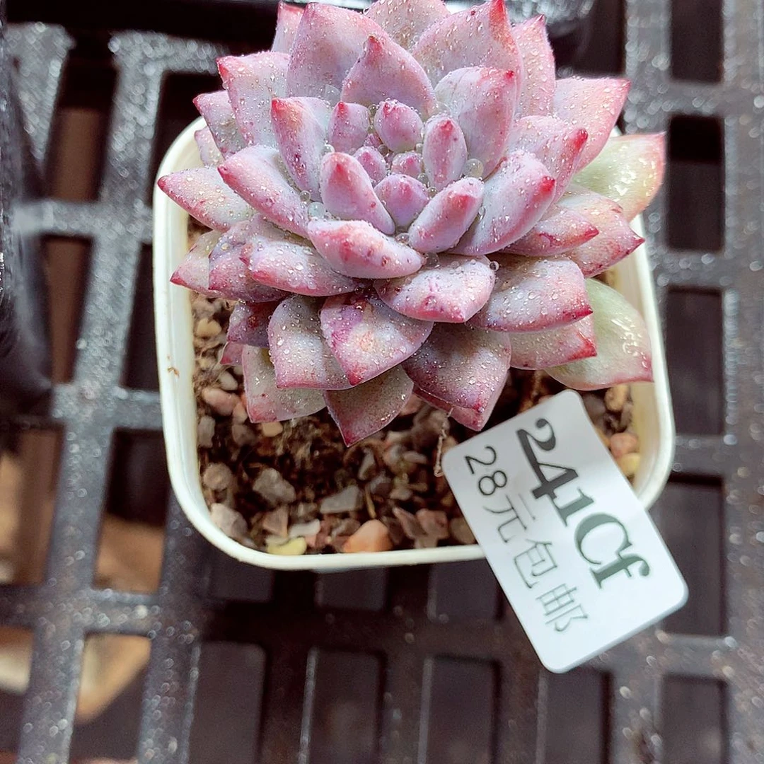 5厘米盆精控多肉241